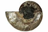 Cut & Polished Ammonite Fossil (Half) - Madagascar #344409-1